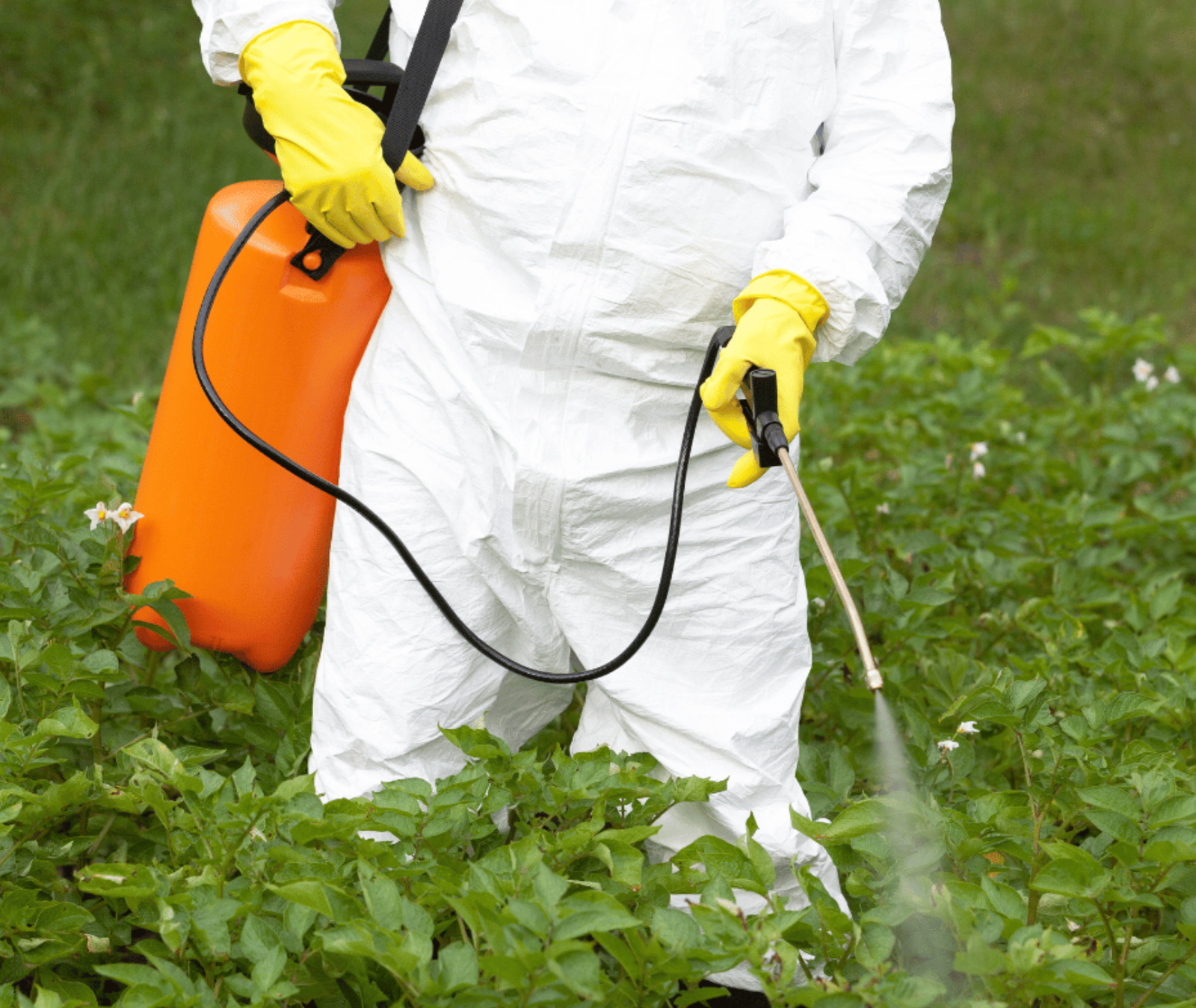 A person dressed in a white protective suit is spraying herbicide to control weeds in a landscaped environment.