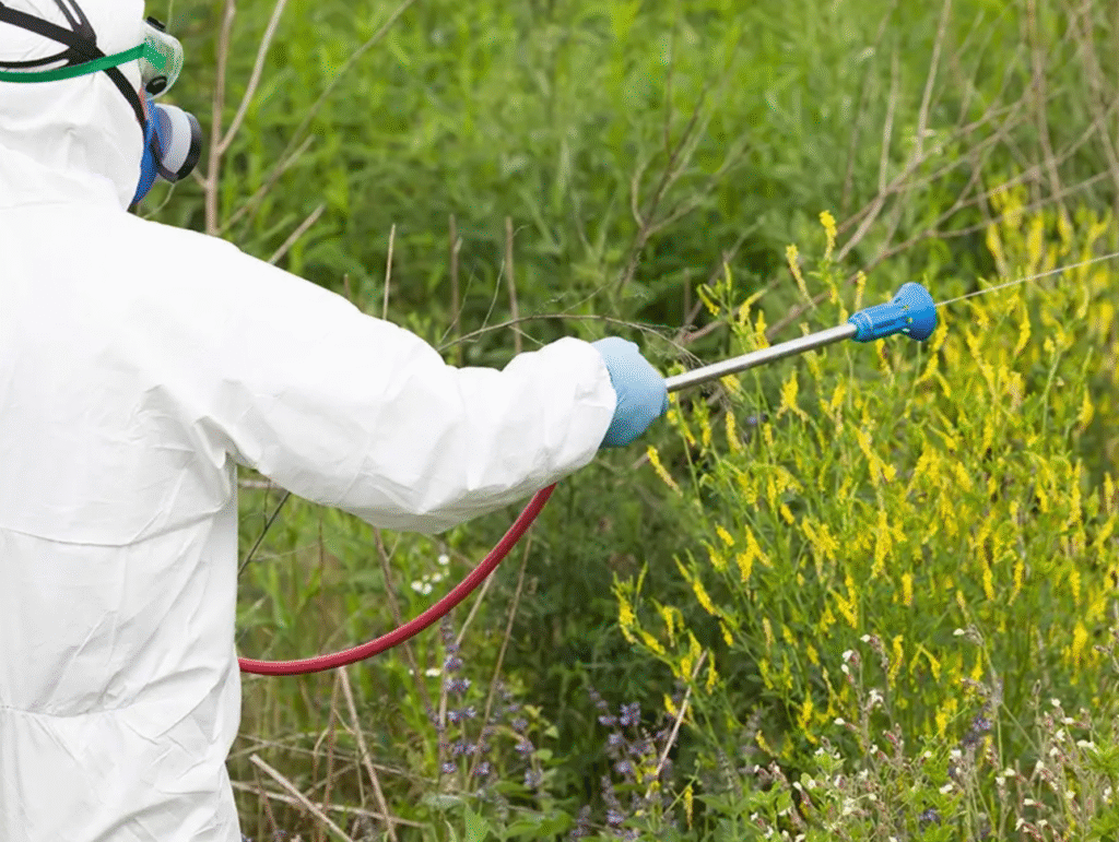 A person in a white protective suit sprays herbicide on weeds in a garden setting.