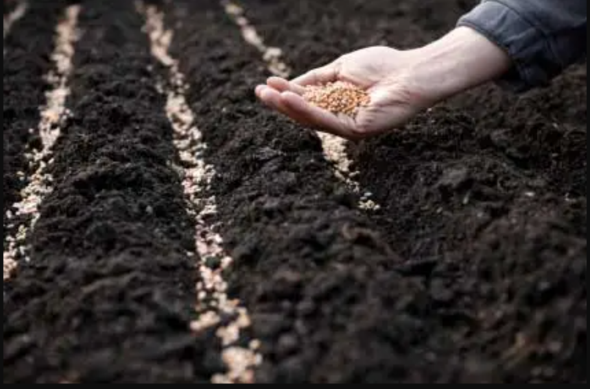 A person holds a handful of seeds while standing in a lush green field under a clear blue sky for soil seeding purposes.