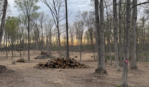 forestry-mulching2-risen-sons